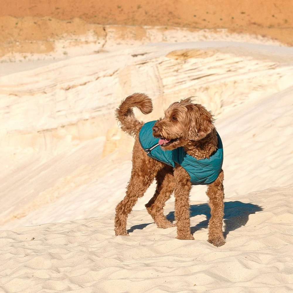Жилет Pet Fashion E.Vest для собак морская волна XL