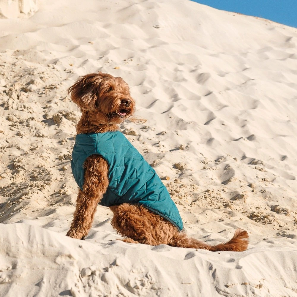 Жилет Pet Fashion E.Vest для собак морская волна М