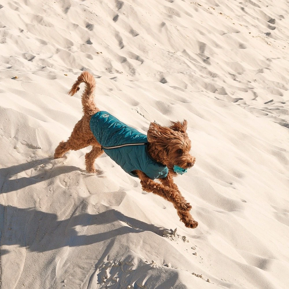 Жилет Pet Fashion E.Vest для собак морская волна SМ