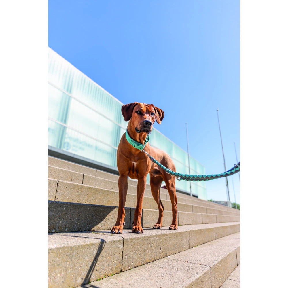 Нашийник Trixie Premium для собак екстраширокий S–M 33–42 см 35 мм аква-графіт