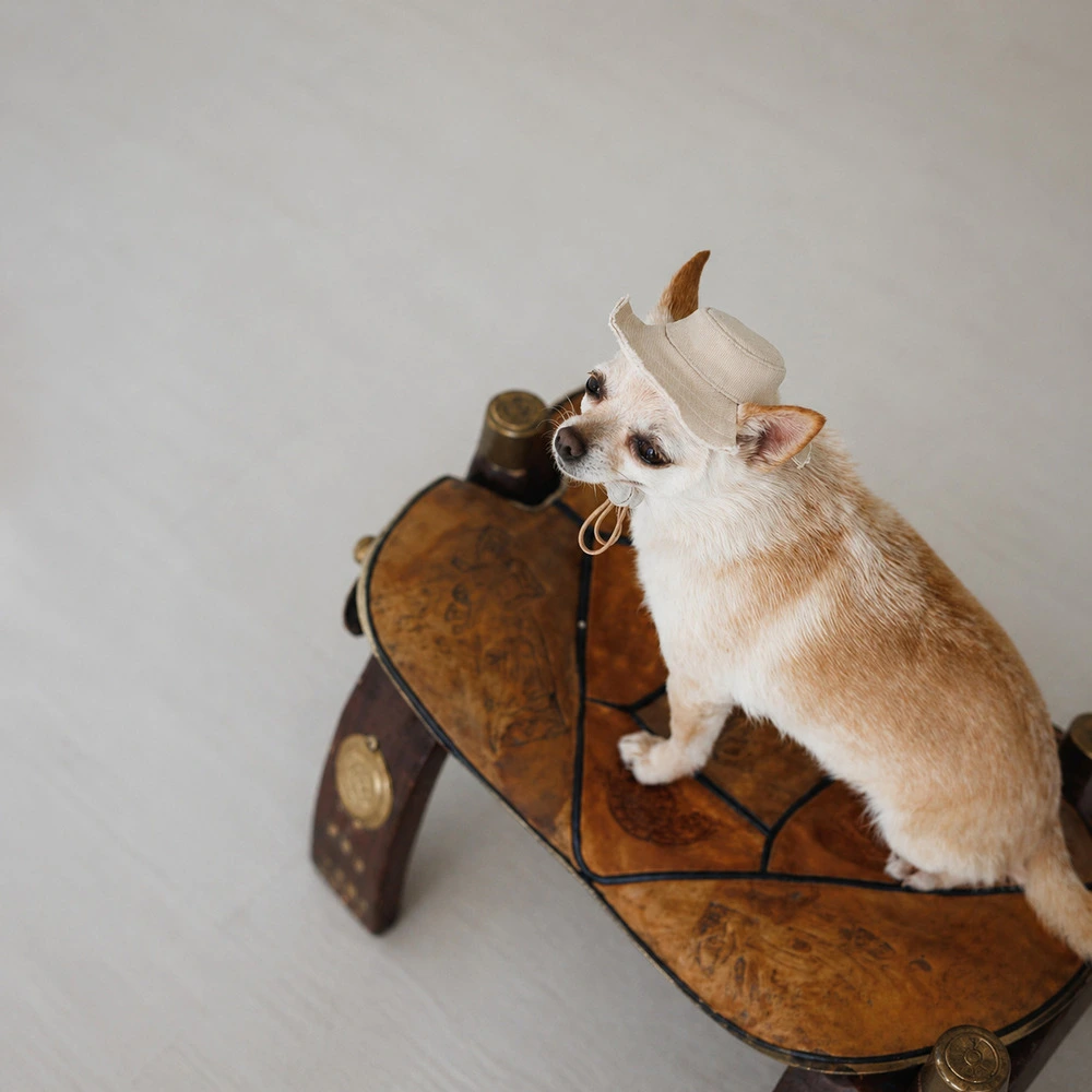Панама Pet Fashion Gold для собак XS