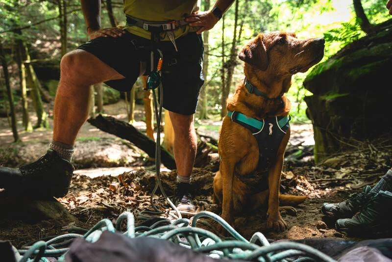 Легка шлейка для собак Ruffwear Flagline™ S 56-69 см Сірий