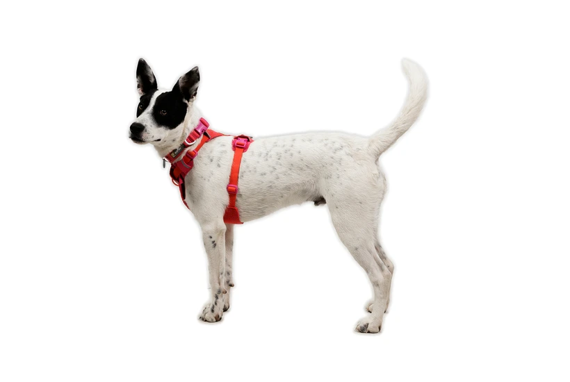 Шлея для собак Ruffwear Front Range® Flex Harness M Рожево-фіолетовий