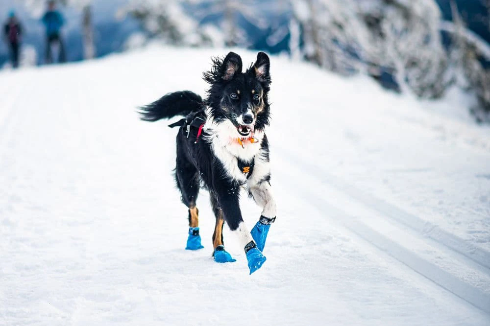 Черевики для собак Long distance bootie Non-stop dogwear Синій M