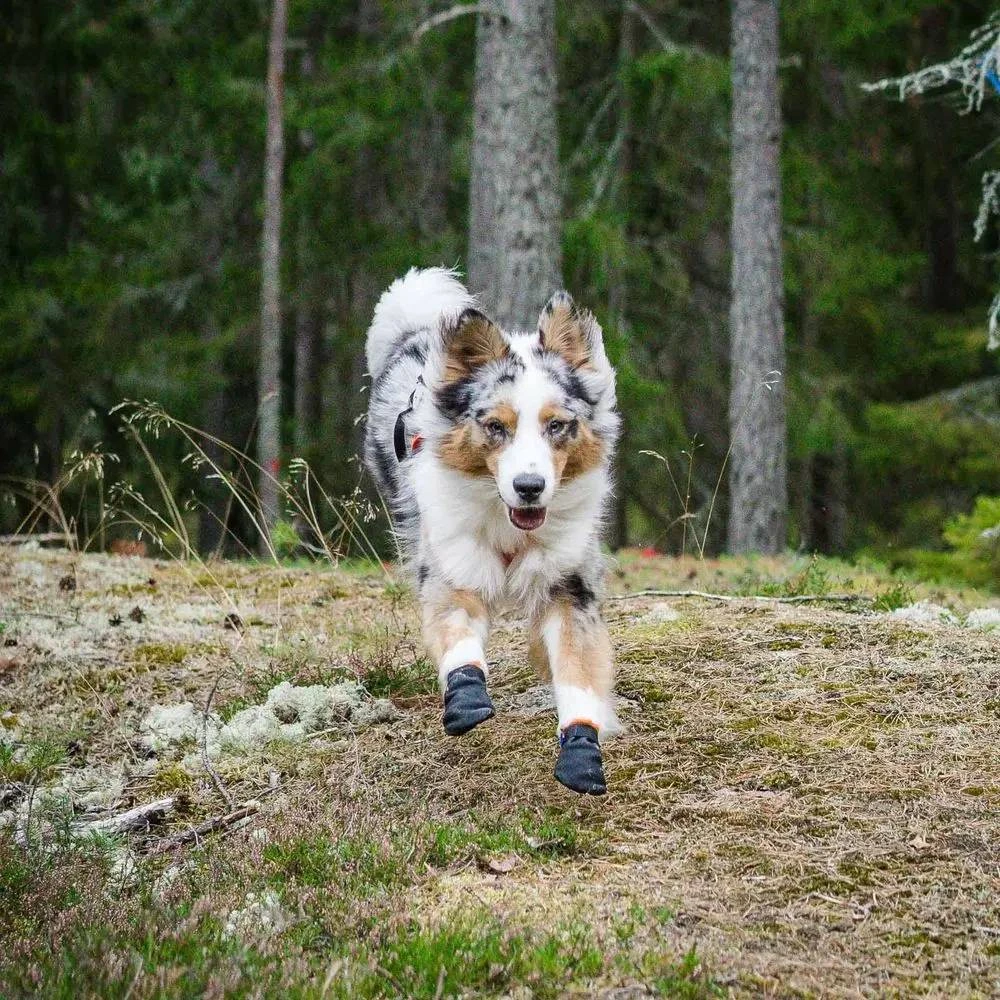 Черевики для собак Protector bootie Non-stop dogwear Чорний/Помаранчевий S