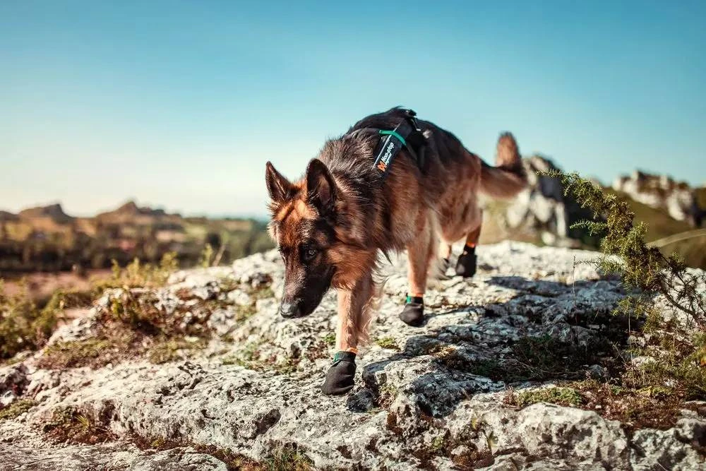 Черевики для собак Protector bootie Non-stop dogwear Чорний/Помаранчевий L