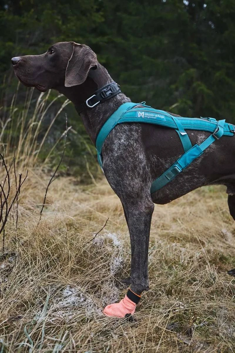 Шкарпетки для собак Protector light socks Non-stop dogwear Помаранчевий XS