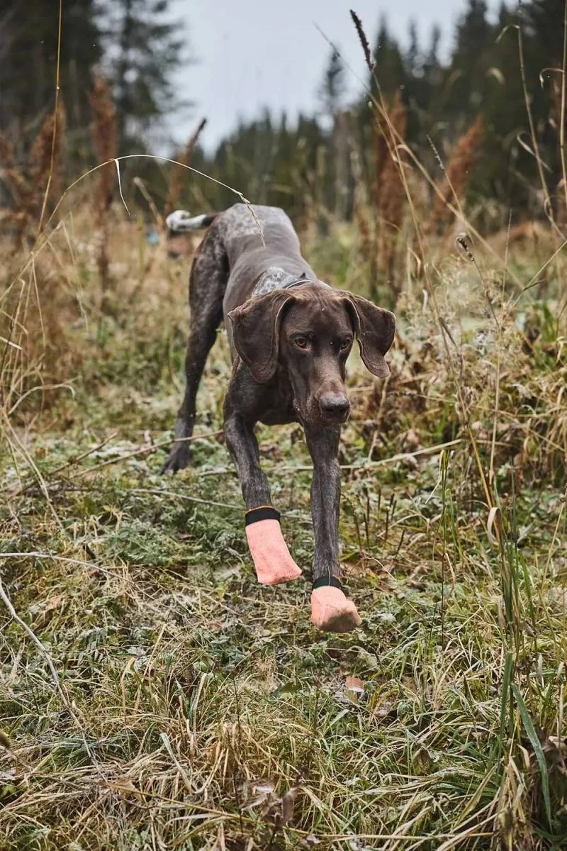 Шкарпетки для собак Protector light socks Non-stop dogwear Помаранчевий S