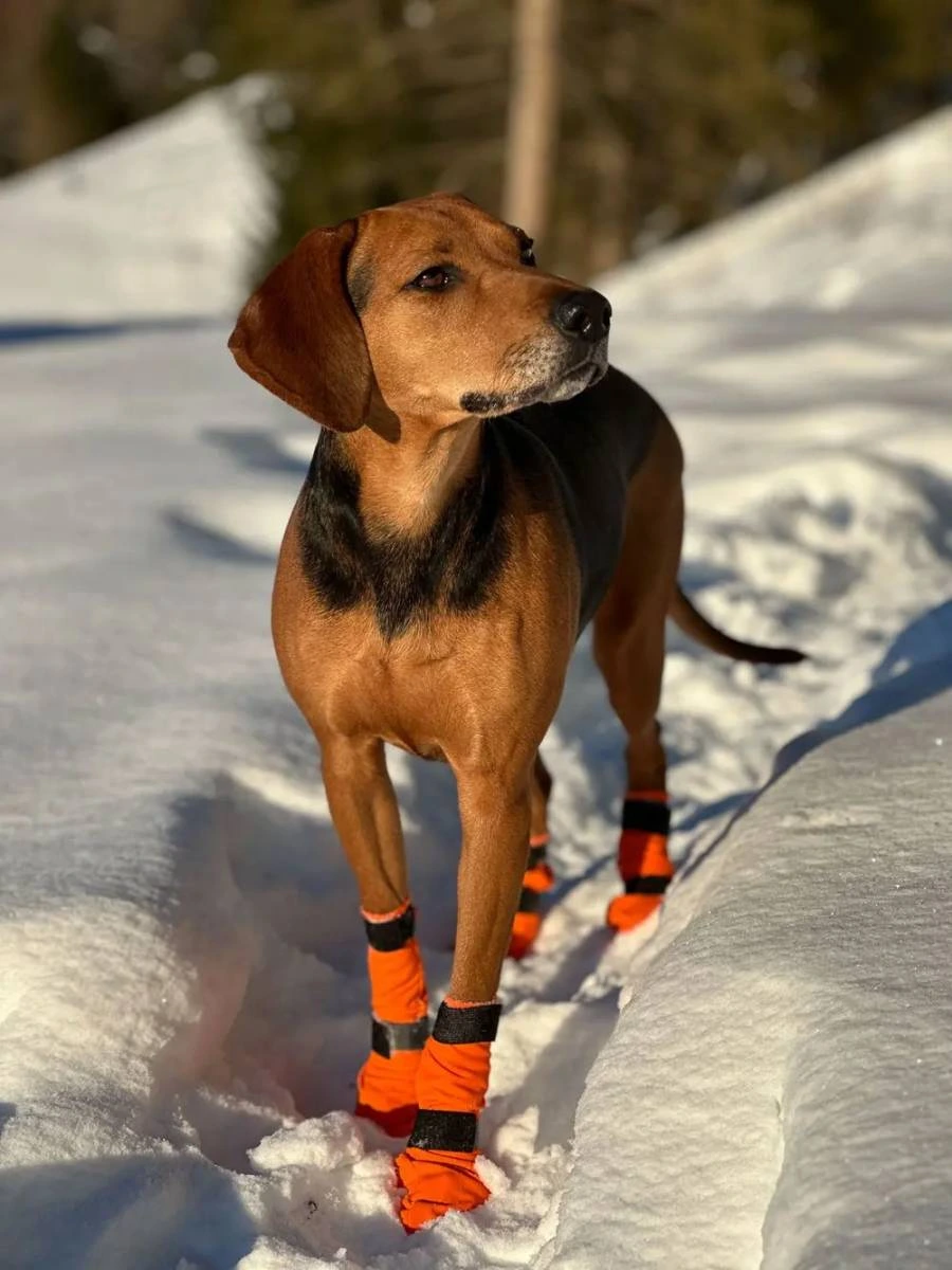 Високі черевики для собак Contact bootie high Non-stop dogwear Помаранчевий 3XS