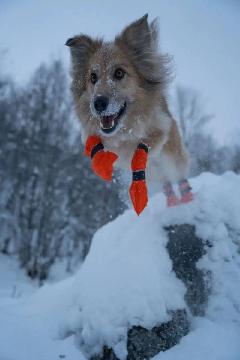 Високі черевики для собак Contact bootie high Non-stop dogwear Помаранчевий S