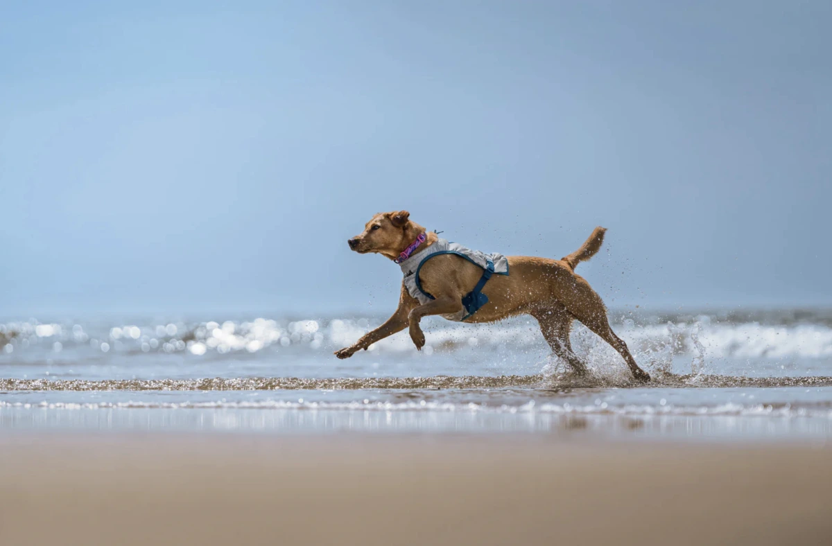 Охолоджуючий жилет для собак Cooling vest Non-stop dogwear Сірий S