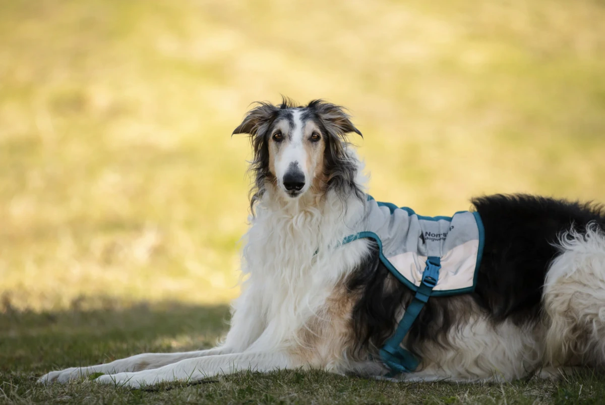 Охолоджуючий жилет для собак Cooling vest Non-stop dogwear Сірий M