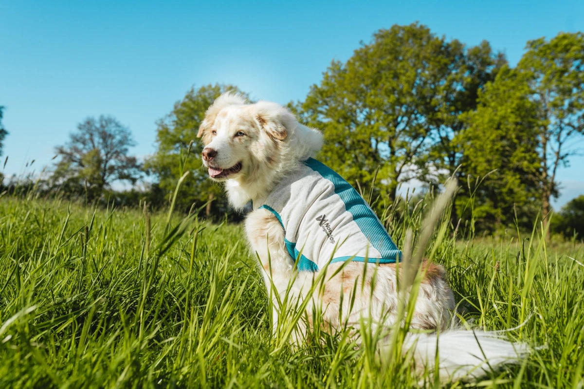Охолоджувальний жилет для собак Cooling pull-on Non-stop dogwear Сіро-блакитний 45