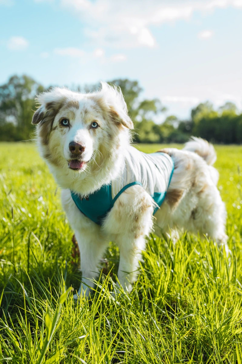 Охолоджувальний жилет для собак Cooling pull-on Non-stop dogwear Сіро-блакитний 70