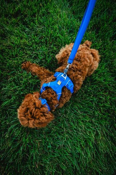 Повсякденний нашийник для собак Ruffwear Front Range™ 28-36 см Синій