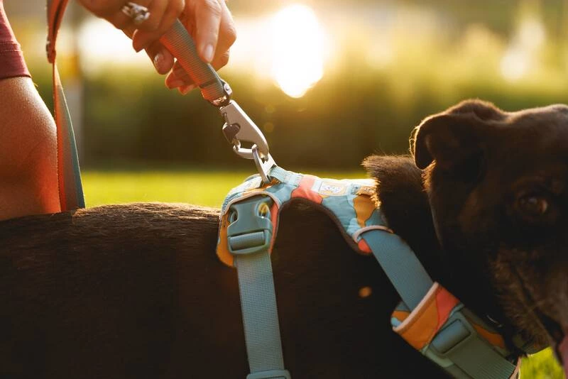 Повсякденний нашийник для собак Ruffwear Front Range™ 36-51 см Оранжево-сірий