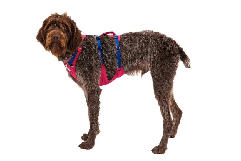 Легкая шлейка для собак Ruffwear Flagline™ XS 43-56 см Малиновый