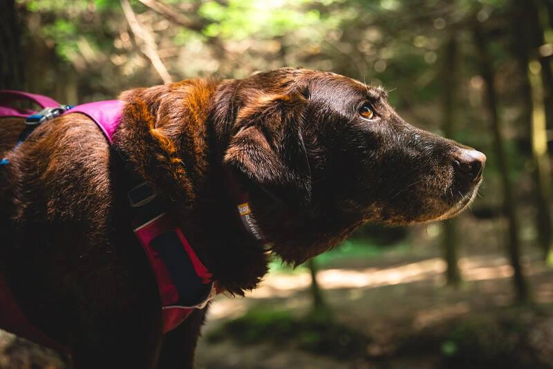 Легкая шлейка для собак Ruffwear Flagline™ XS 43-56 см Малиновый