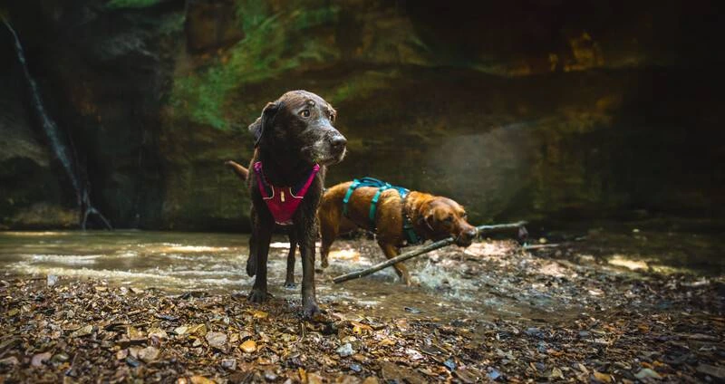Легкая шлейка для собак Ruffwear Flagline™ XS 43-56 см Малиновый