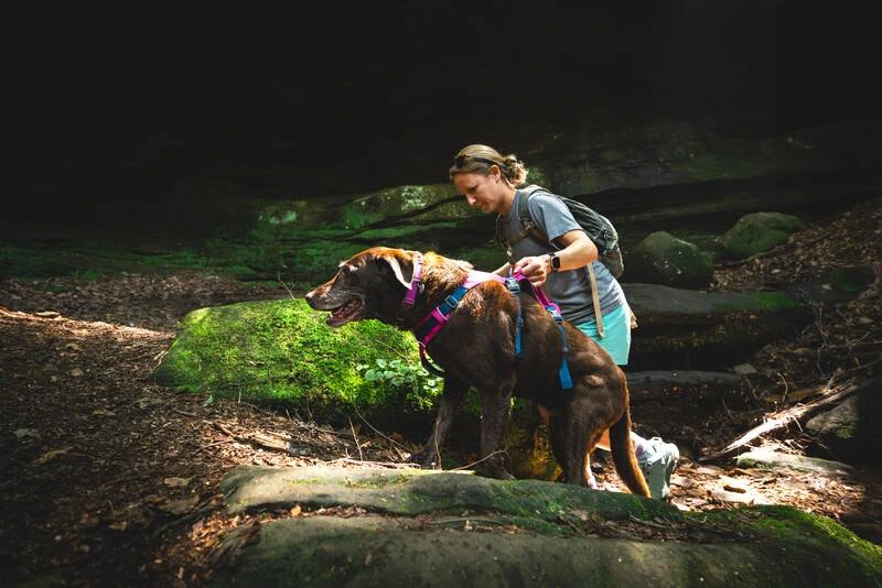 Легка шлейка для собак Ruffwear Flagline™ M 69-81 см Малиновий