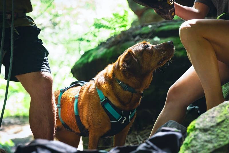 Легка шлейка для собак Ruffwear Flagline™ L/XL 81-107 см Сірий
