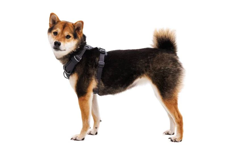 Повседневная шлейка для собак Ruffwear Front Range® XXS 33-43 см Серый