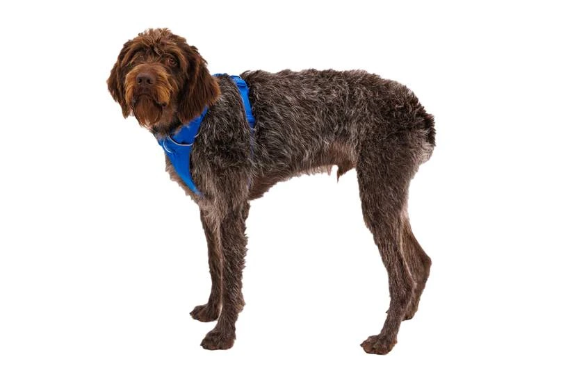 Повседневная шлейка для собак Ruffwear Front Range® L/XL 81-107 см Синий