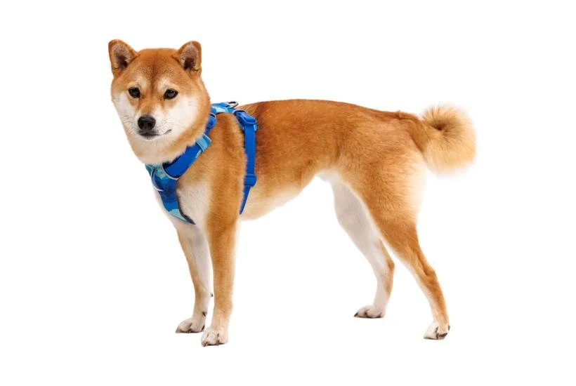 Повседневная шлейка для собак Ruffwear Front Range® M 69-81 см Сине-голубой