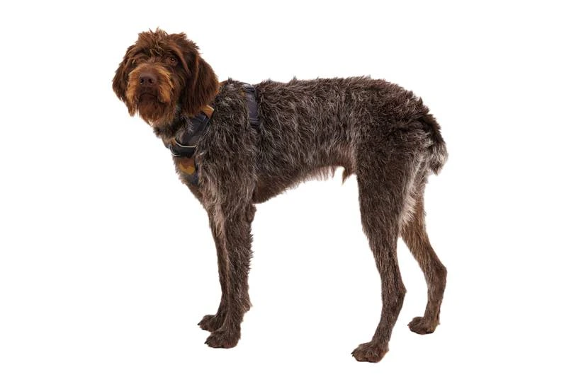 Повсякденна шлейка для собак Ruffwear Front Range® L/XL 81-107 см Сіро-коричневий