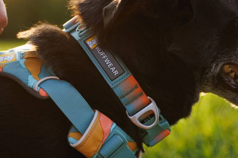 Повсякденна шлейка для собак Ruffwear Front Range® XS 43-56 см Бірюзово-жовтогарячий