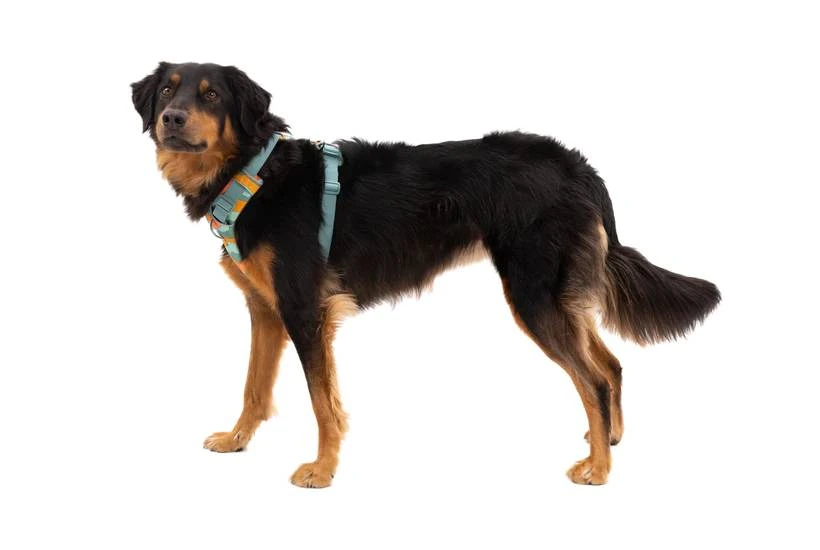 Повсякденна шлейка для собак Ruffwear Front Range M 69-81 см Бірюзово-оранжевий