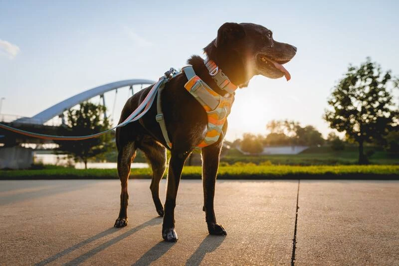 Повсякденна шлейка для собак Ruffwear Front Range® L/XL 81-107 см Бірюзово-жовтогарячий
