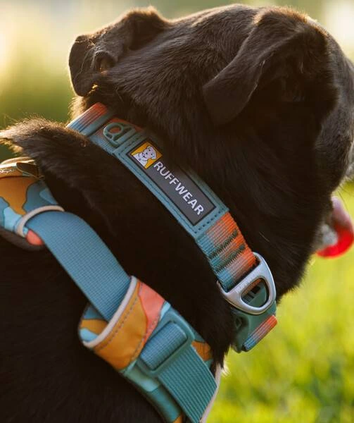 Повсякденна шлейка для собак Ruffwear Front Range® L/XL 81-107 см Бірюзово-жовтогарячий