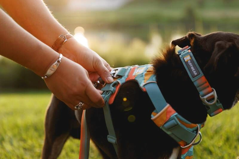 Повсякденна шлейка для собак Ruffwear Front Range® L/XL 81-107 см Бірюзово-жовтогарячий