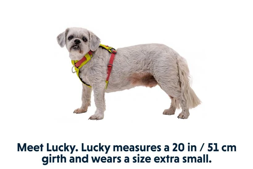 Полегшена шлейка для собак Ruffwear Hi & Light™ XXXS 23-33 см Жовтий