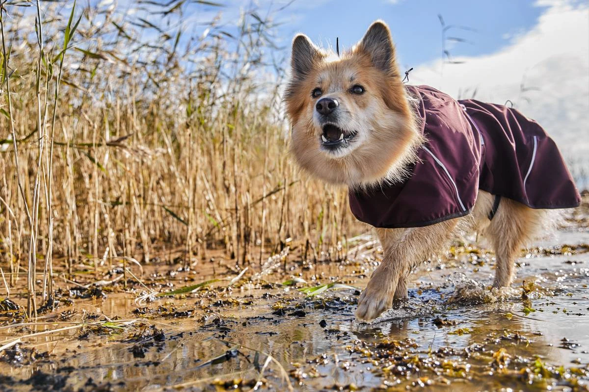 Дождевик для собак Hurtta Mudventure Coat ECO 30 Фиолетовый