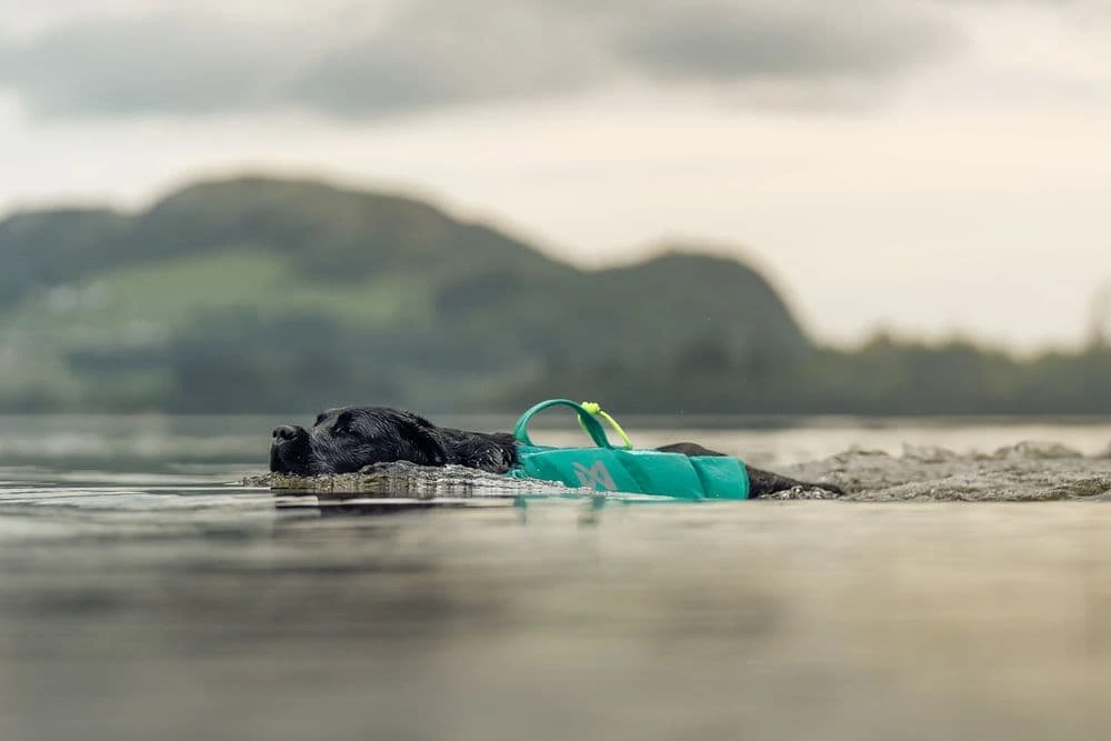 Рятувальний жилет для собак Protector life jacket Non-stop dogwear Бірюзовий 6