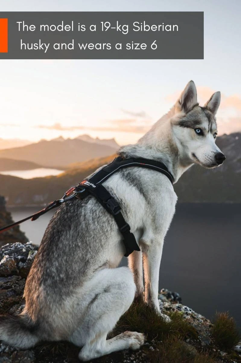 Шлейка для собак Line harness 5.0 Non-stop dogwear Чорний 5