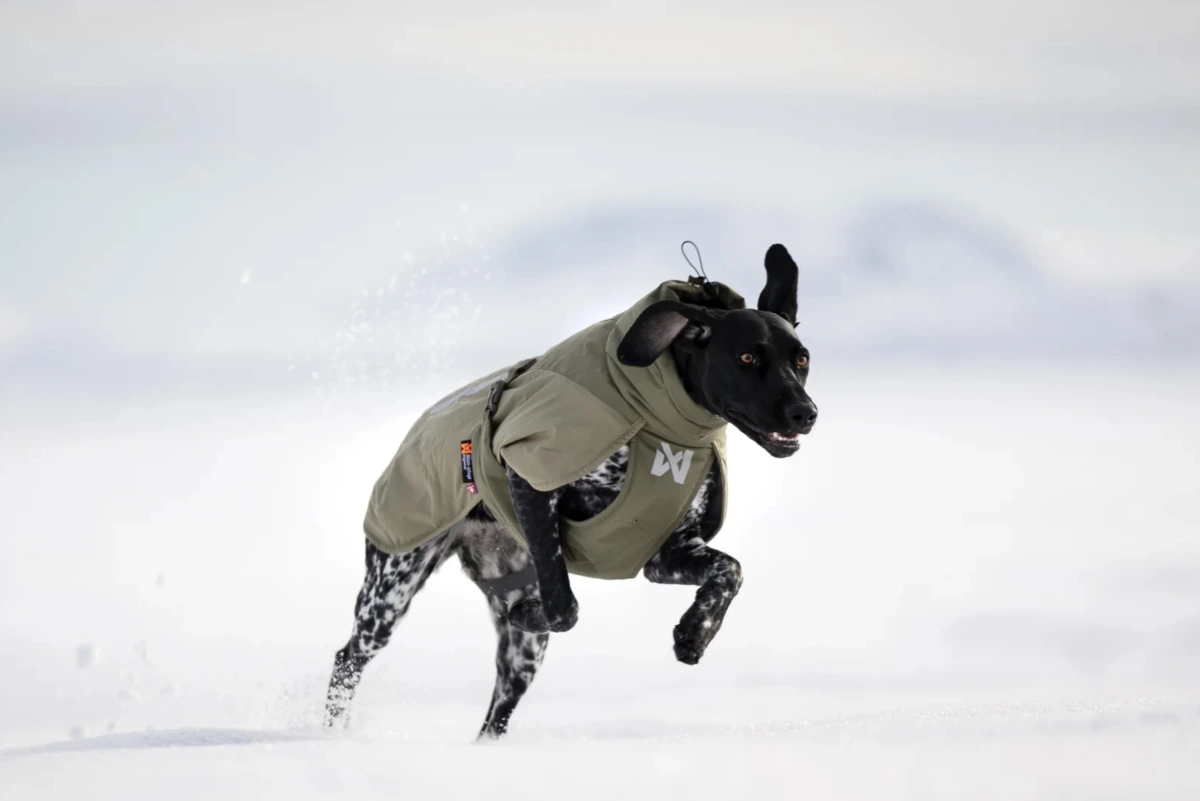 Зимові куртки для собак Glacier wool jacket 3.0 Non-stop dogwear Зелений 33