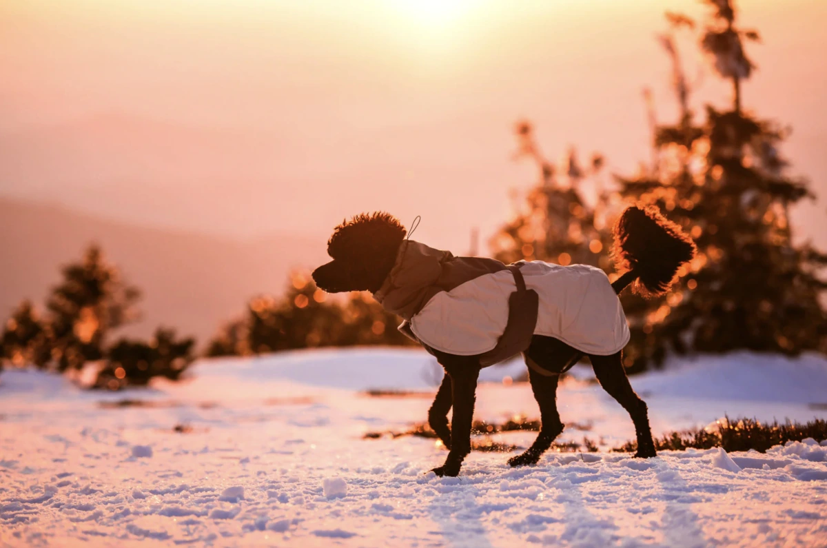 Зимова куртка для собак Glacier wool jacket 3.0 Non-stop dogwear Сірий 36