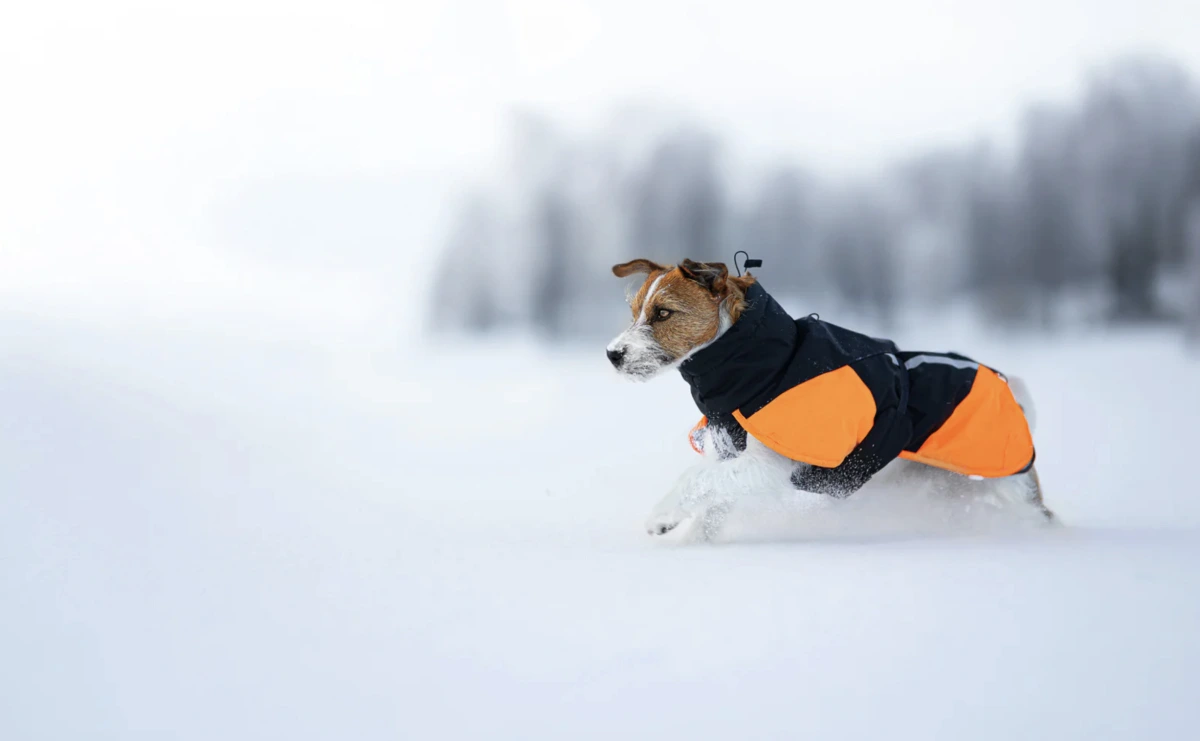 Тепла зимова куртка для собак Glacier jacket 3.0 Non-stop dogwear Чорний/Помаранчевий 45