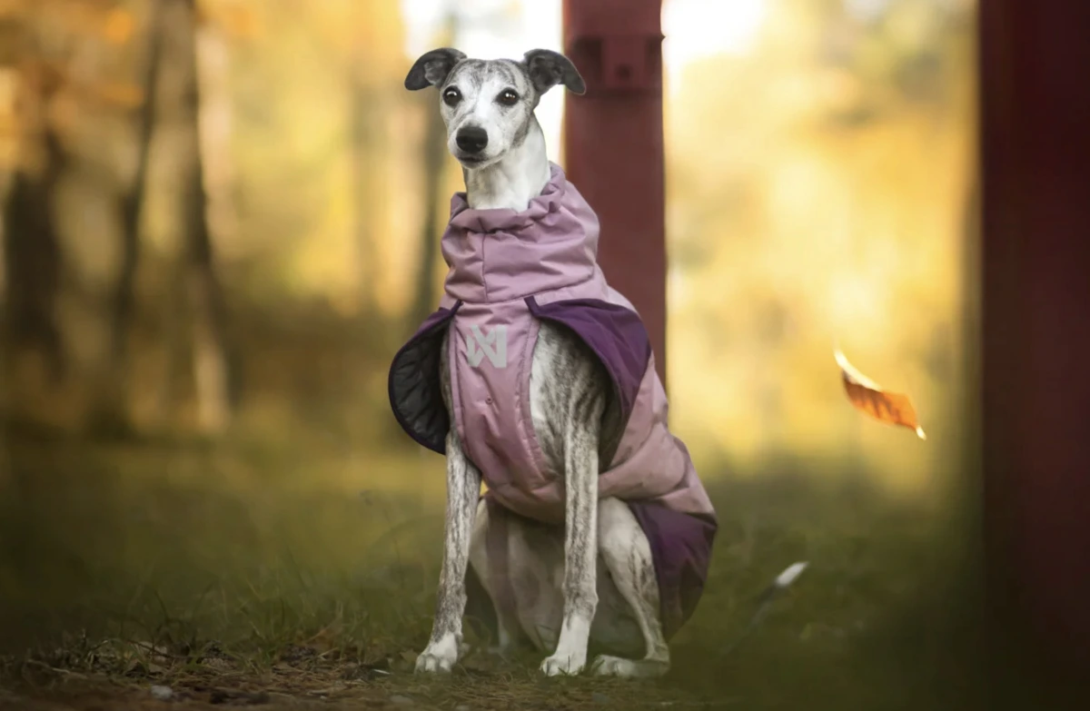 Тепла зимова куртка для собак Glacier jacket 3.0 Non-stop dogwear Фіолетовий 36