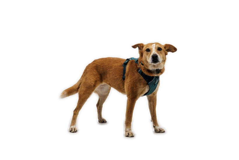 Шлея для собак Ruffwear Front Range® Flex Harness S Темно-бірюзовий