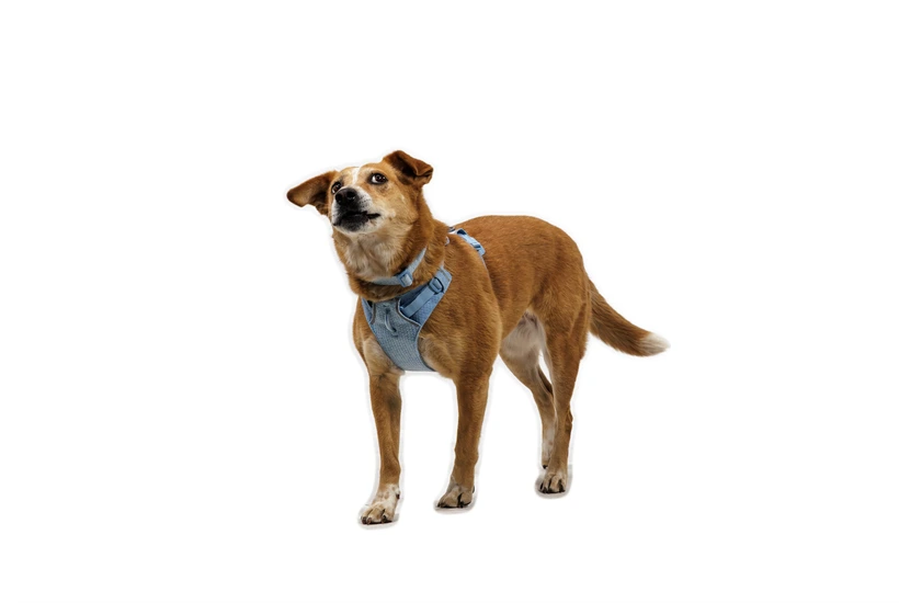 Шлея для собак Ruffwear Front Range® Flex Harness XS Блакитний